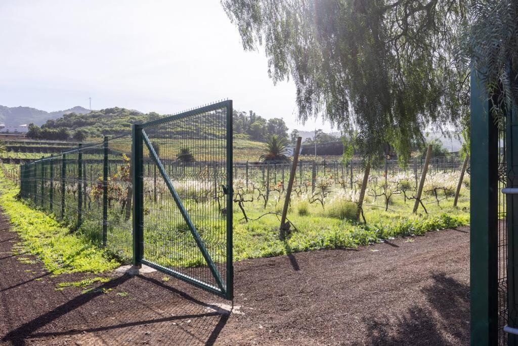 Casita Entre Vinedos, Experiencia Rural, Ideal Ninos. Tegueste Kültér fotó